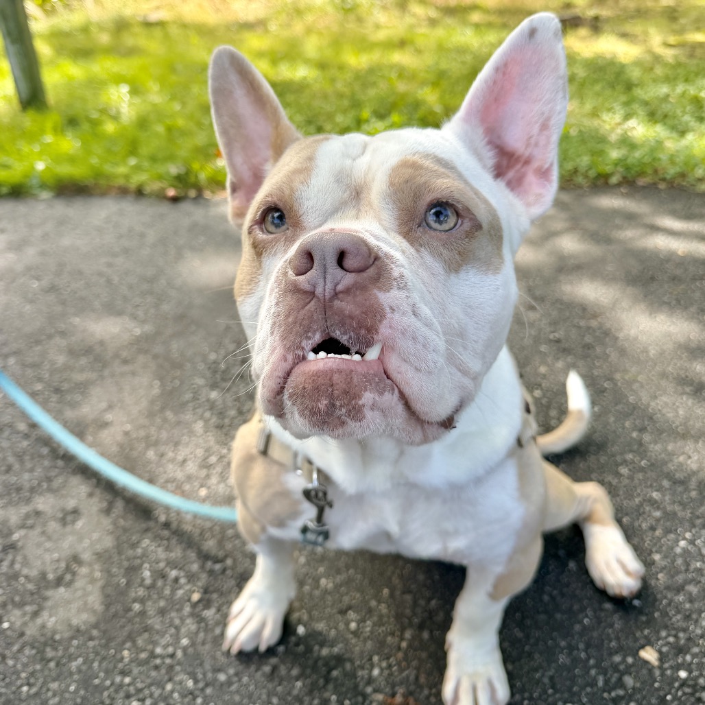 Gargoyle Bulldog/Mixed Breed (Large) Tan/White None