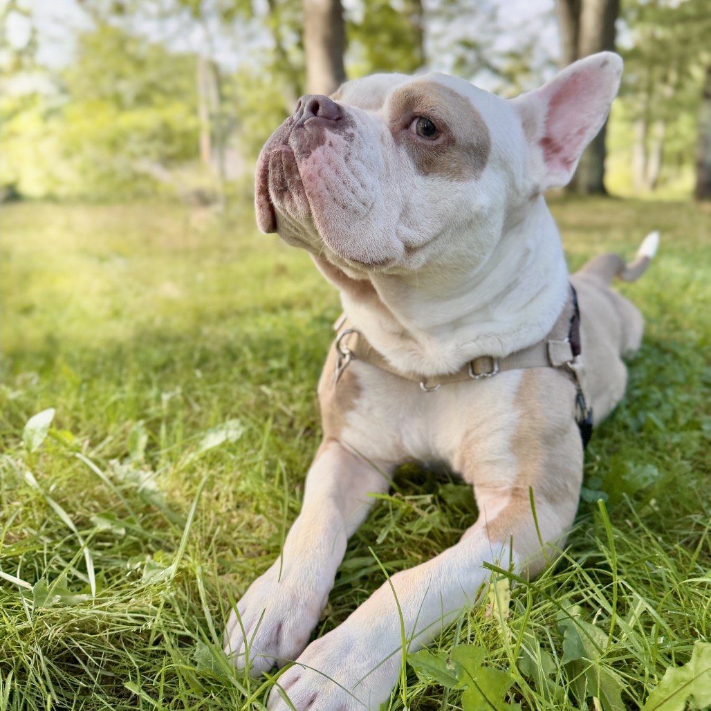 Gargoyle Bulldog/Mixed Breed (Large) Tan/White None