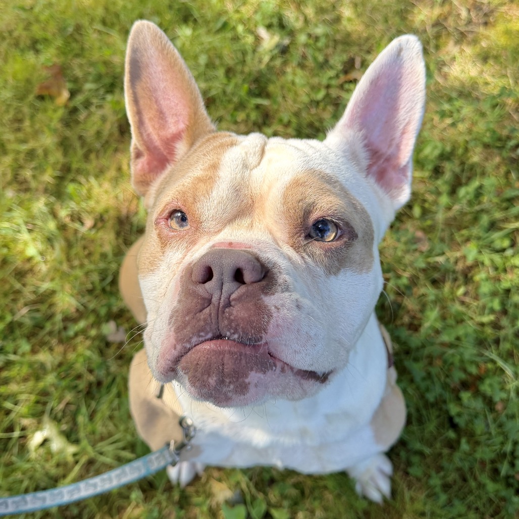 Gargoyle Bulldog/Mixed Breed (Large) Tan/White None