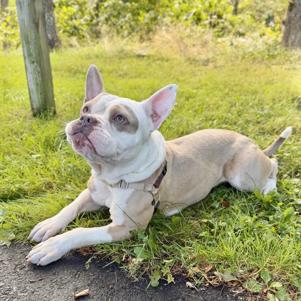 Gargoyle Bulldog/Mixed Breed (Large) Tan/White None
