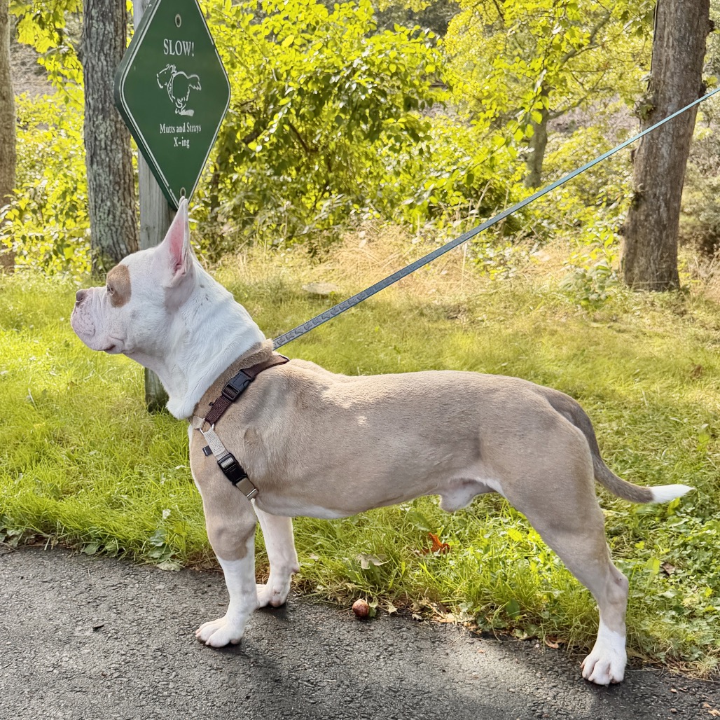 Gargoyle Bulldog/Mixed Breed (Large) Tan/White None
