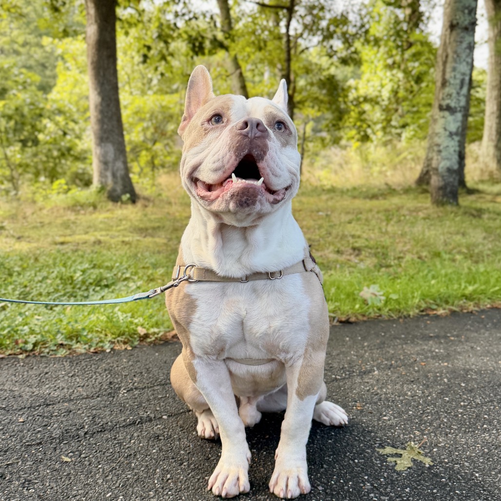 Gargoyle Bulldog/Mixed Breed (Large) Tan/White None