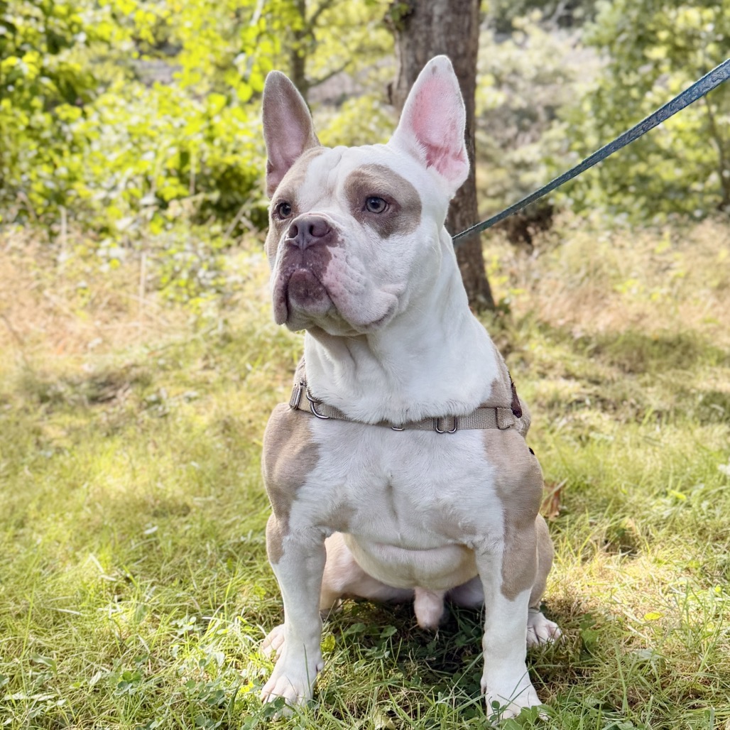 Gargoyle Bulldog/Mixed Breed (Large) Tan/White None