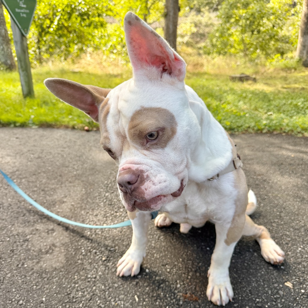 Gargoyle Bulldog/Mixed Breed (Large) Tan/White None