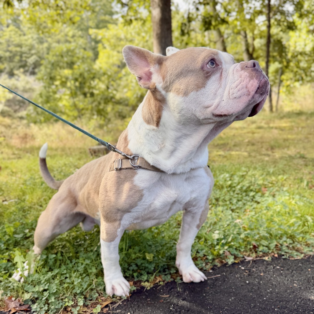 Gargoyle Bulldog/Mixed Breed (Large) Tan/White None