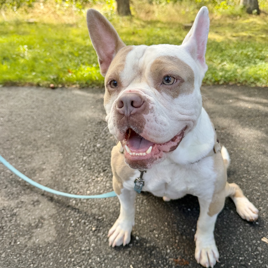 Gargoyle Bulldog/Mixed Breed (Large) Tan/White None
