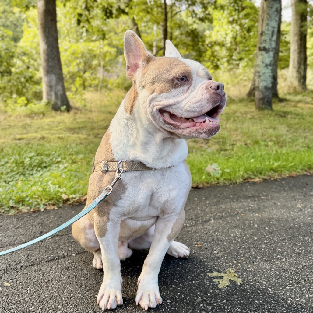 Gargoyle Bulldog/Mixed Breed (Large) Tan/White None