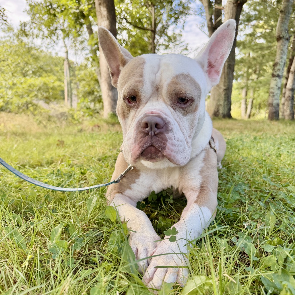 Gargoyle Bulldog/Mixed Breed (Large) Tan/White None