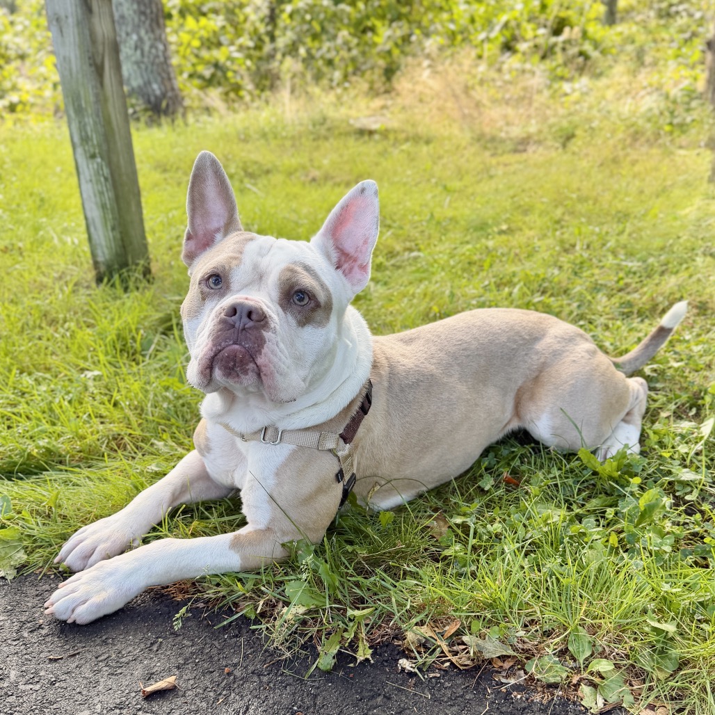 Gargoyle Bulldog/Mixed Breed (Large) Tan/White None
