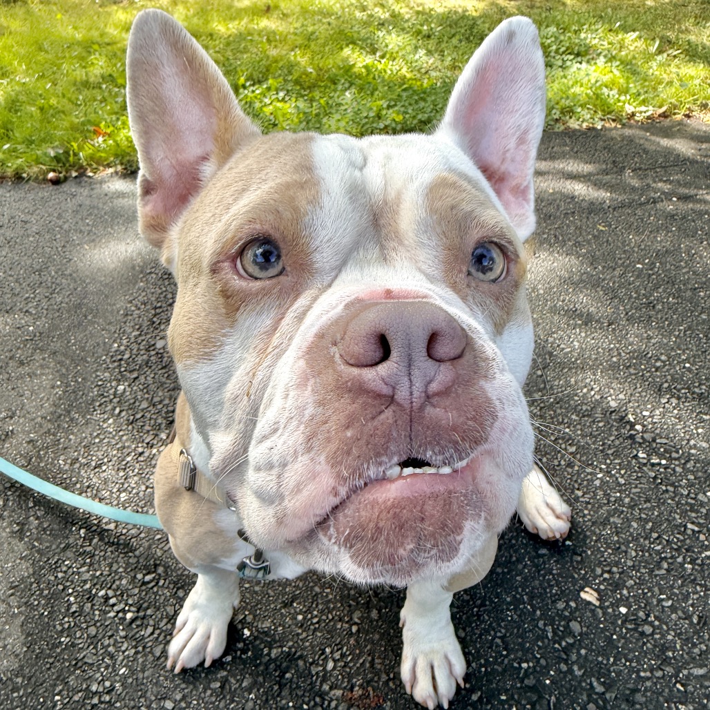 Gargoyle Bulldog/Mixed Breed (Large) Tan/White None
