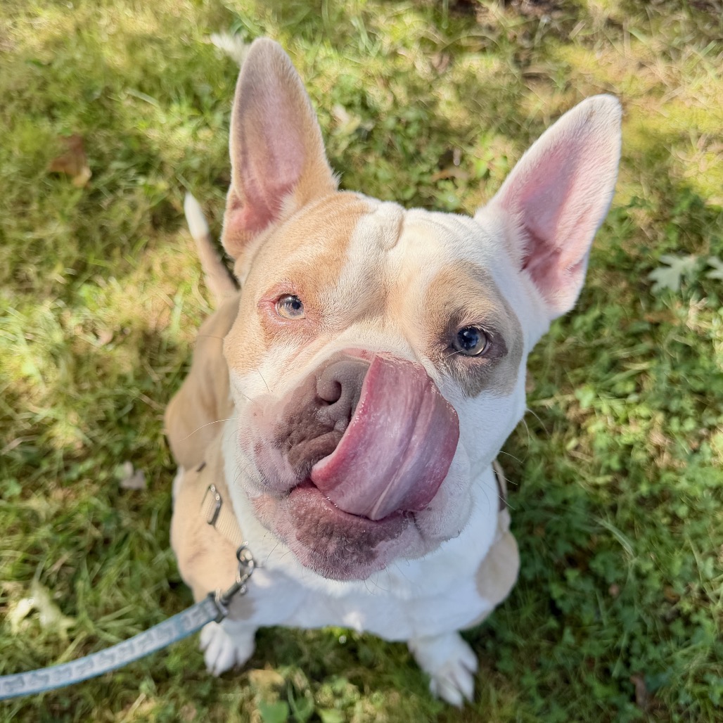 Gargoyle Bulldog/Mixed Breed (Large) Tan/White None