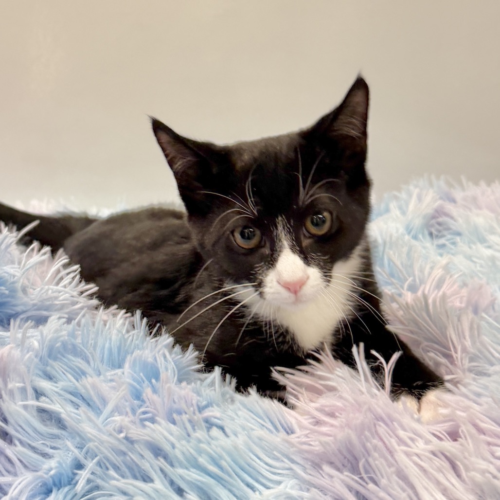 Turkey Tail Domestic Shorthair Black/White None