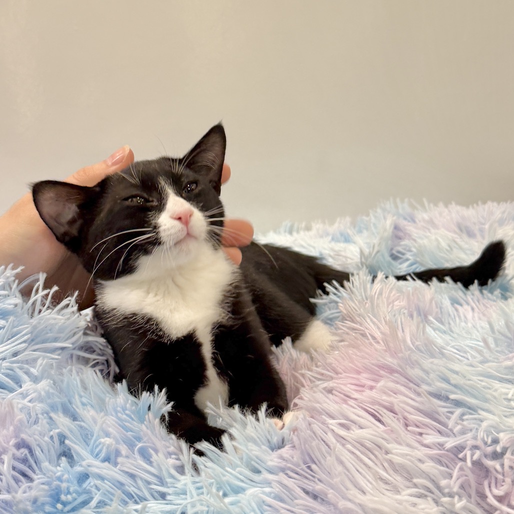 Turkey Tail Domestic Shorthair Black/White None