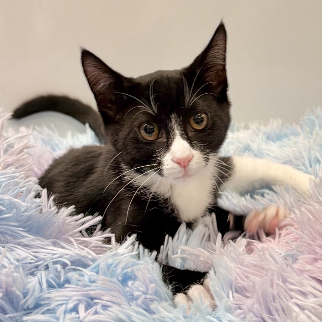 Turkey Tail Domestic Shorthair Black/White None