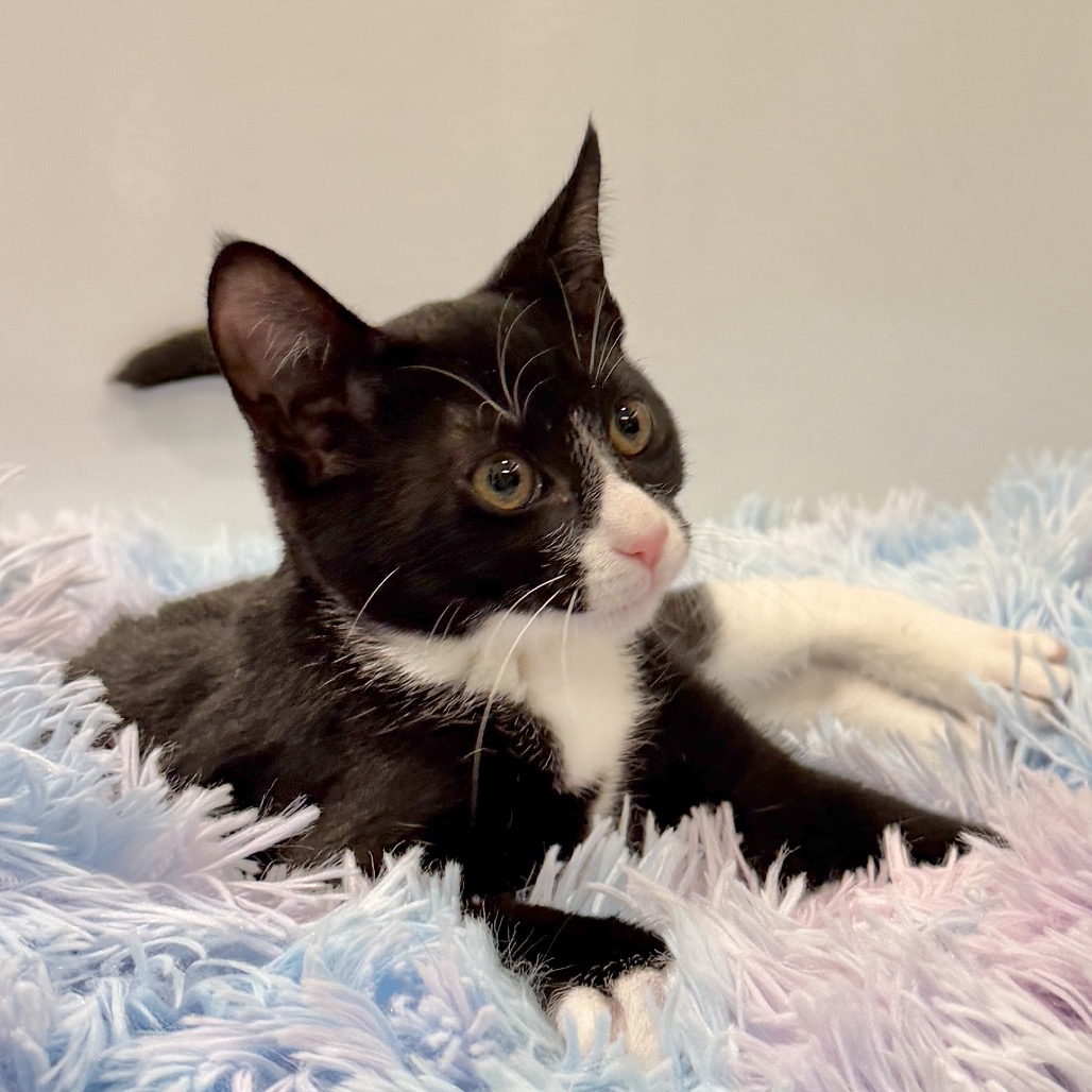 Turkey Tail Domestic Shorthair Black/White None
