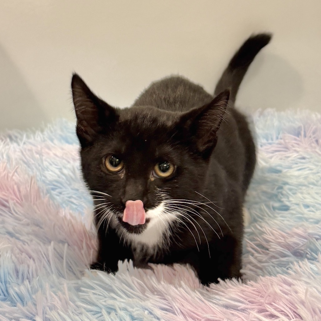 Morel Domestic Shorthair Black None