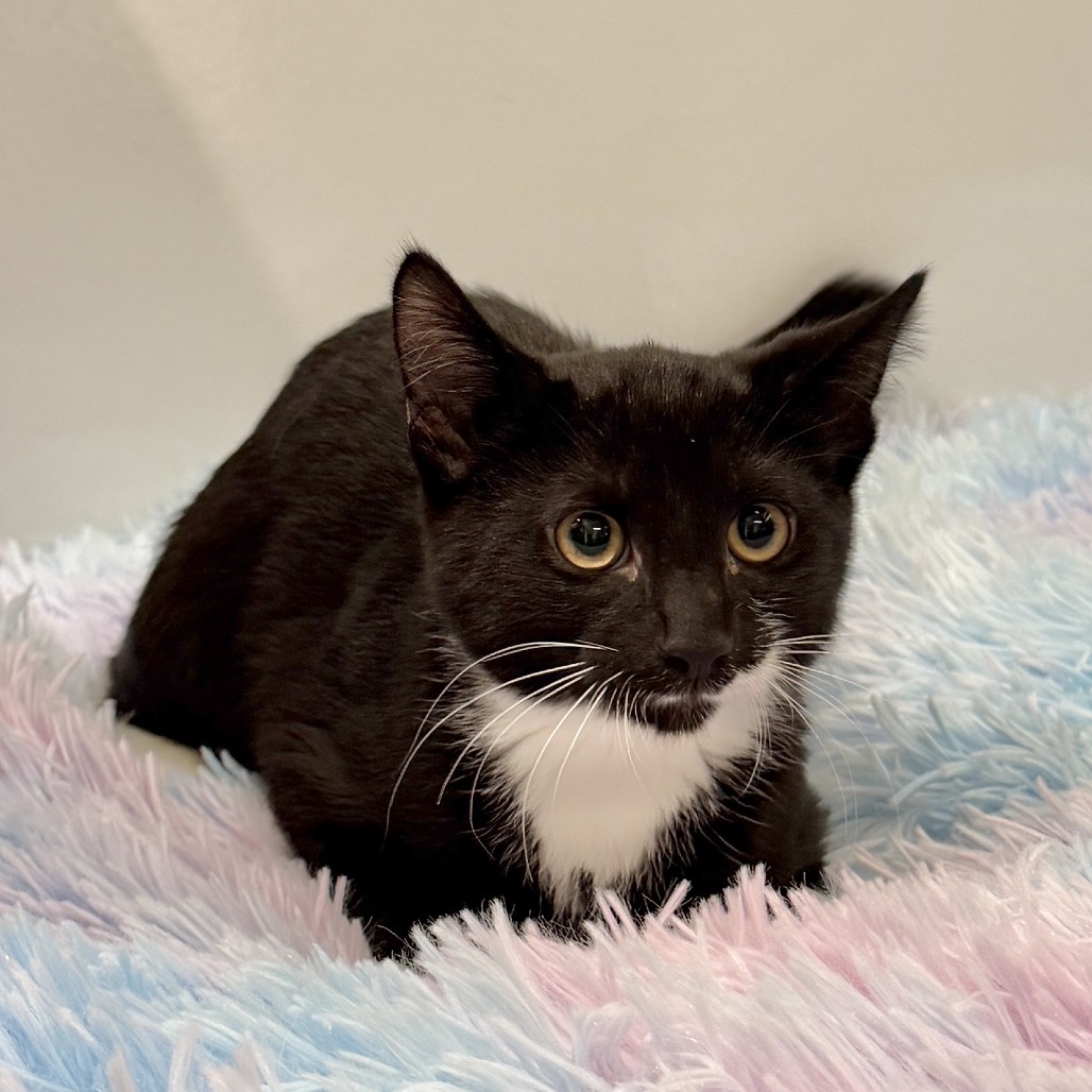 Morel Domestic Shorthair Black None