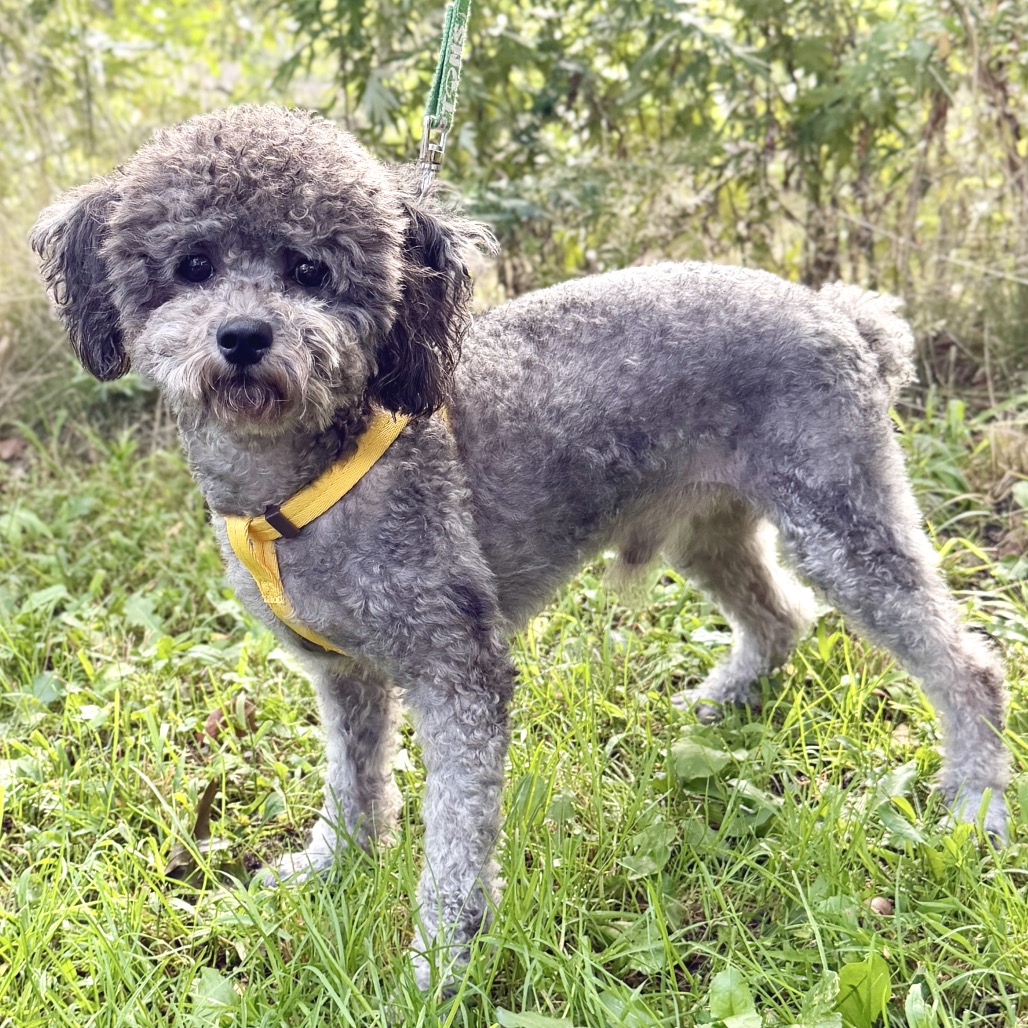 Aris Poodle, Miniature Grey 
