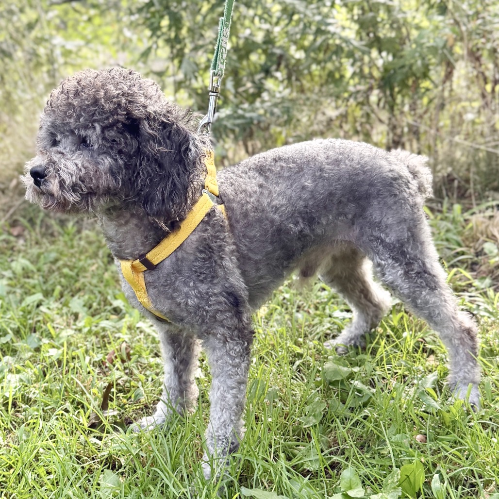Aris Poodle, Miniature Grey 