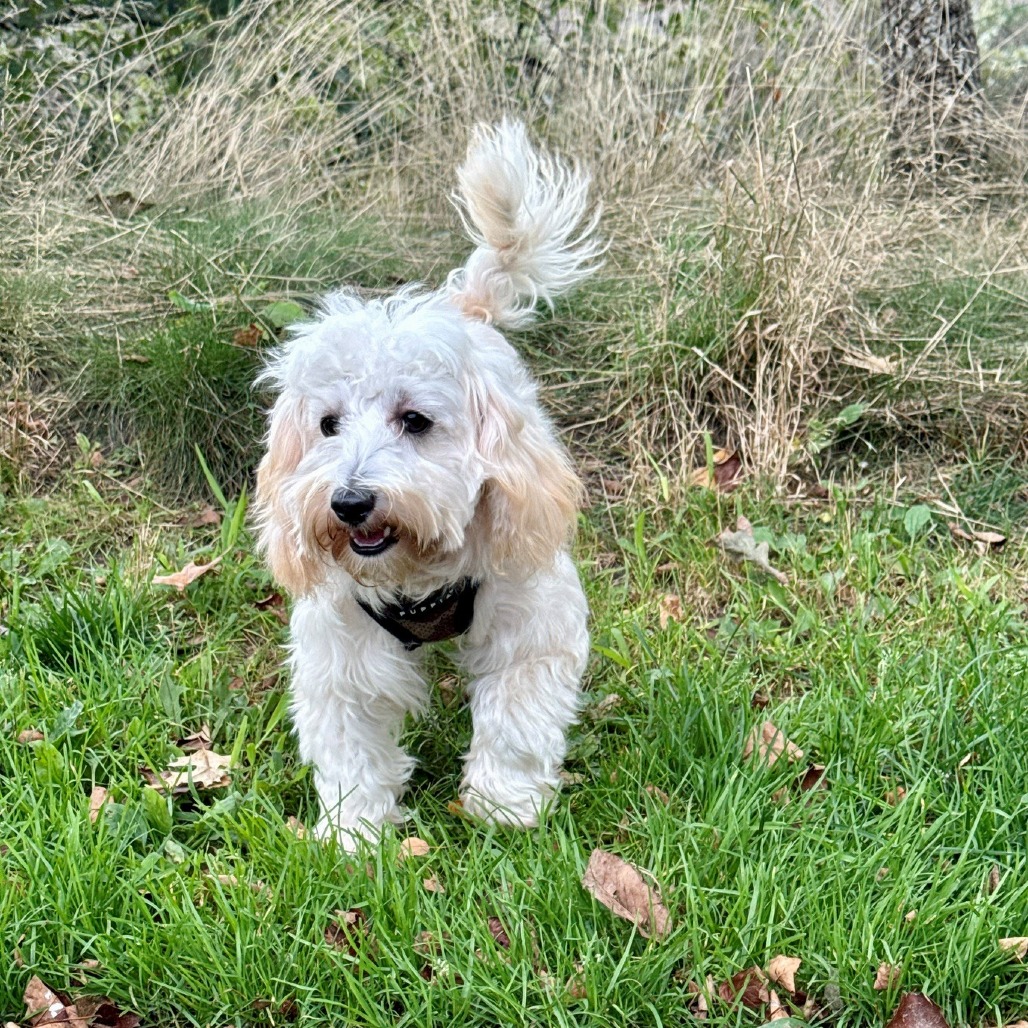 Mac Havanese/Mixed Breed (Small) Cream 