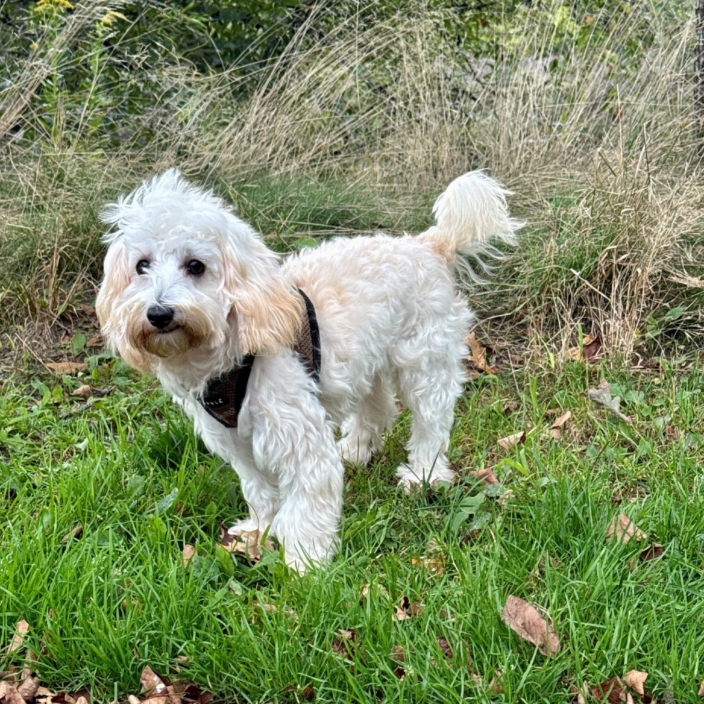 Mac Havanese/Mixed Breed (Small) Cream 