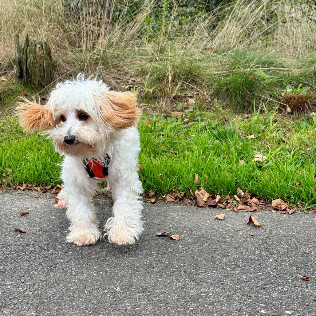 Cheese Havanese/Mixed Breed (Small) Cream 