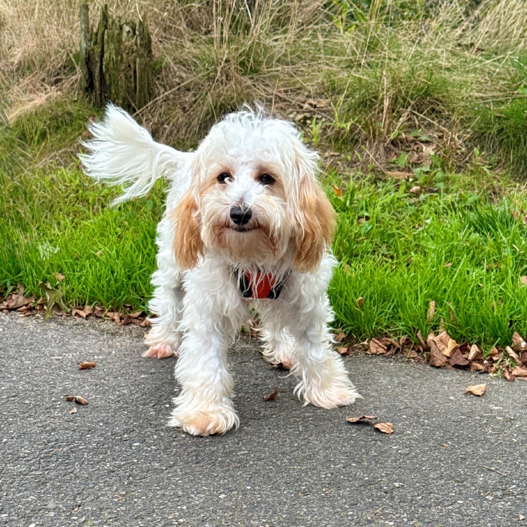 Cheese Havanese/Mixed Breed (Small) Cream 