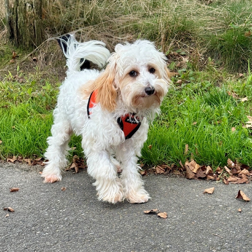 Cheese Havanese/Mixed Breed (Small) Cream 