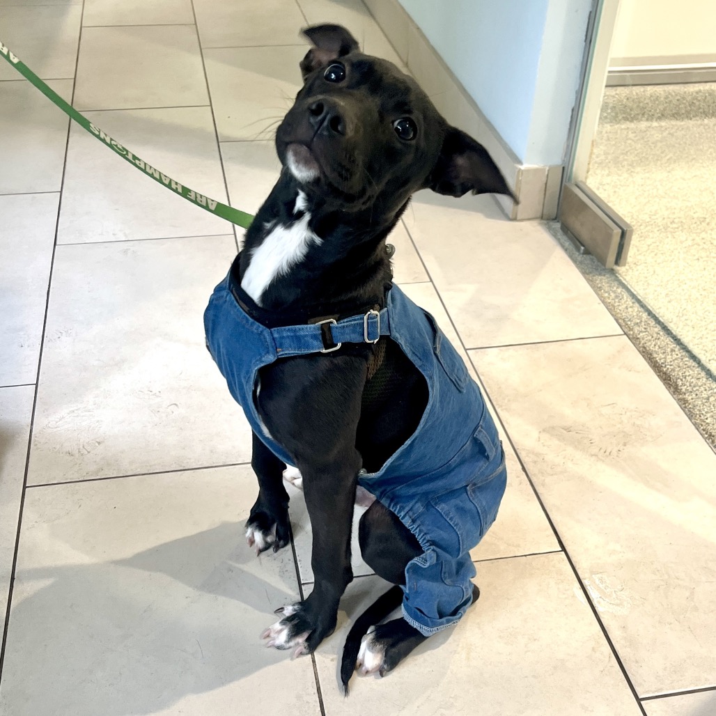 Andy Terrier, American Staffordshire/Mixed Breed (Small) Black None