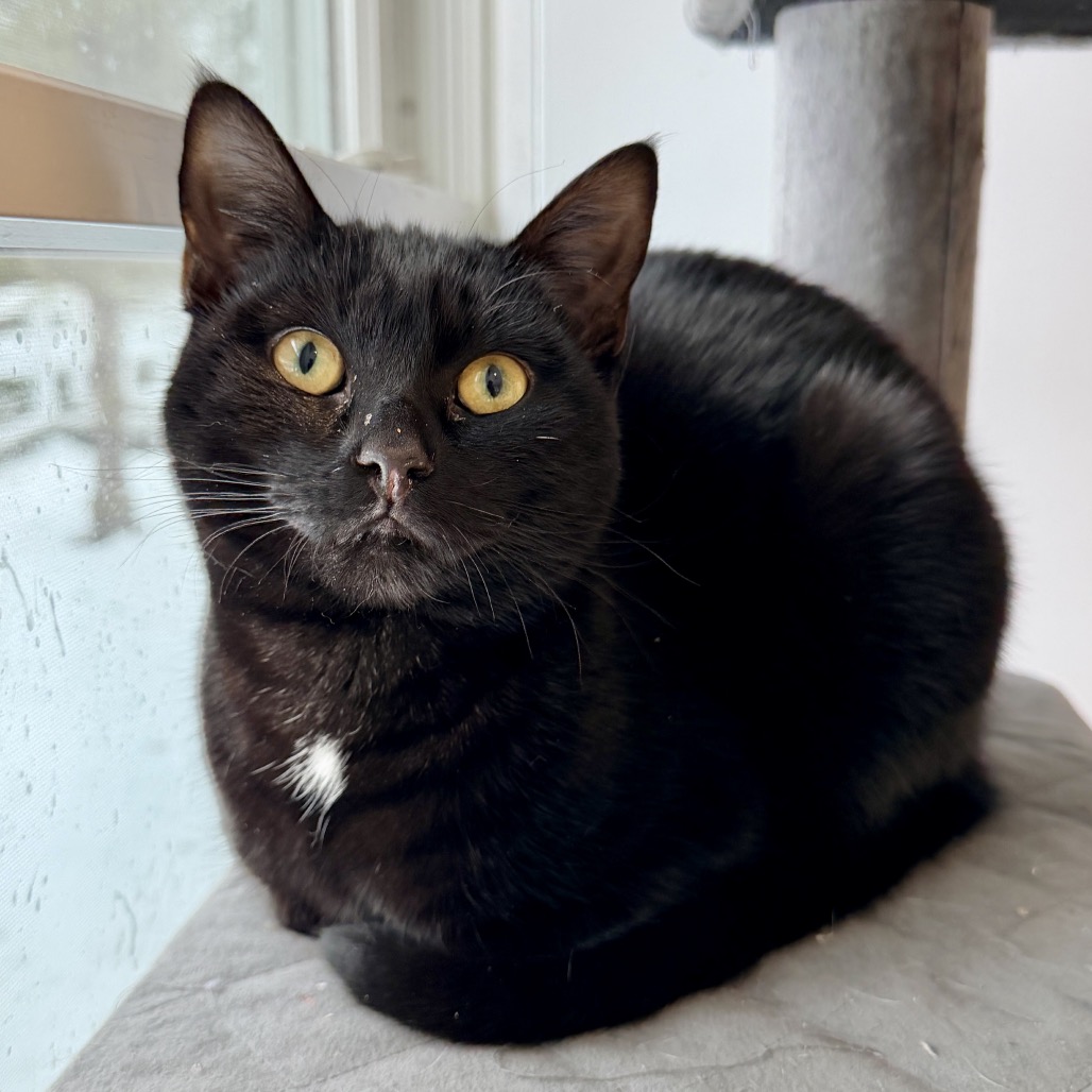 ARF Hamptons Urges Cat Owners to Vaccinate as Feline Panleukopenia  Returns to the Area
