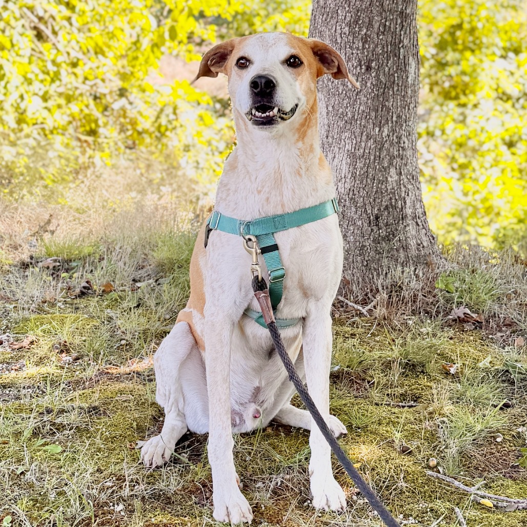 Honcho Coonhound, Bluetick Tan/White None