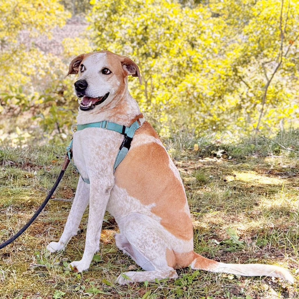 Honcho Coonhound, Bluetick Tan/White None