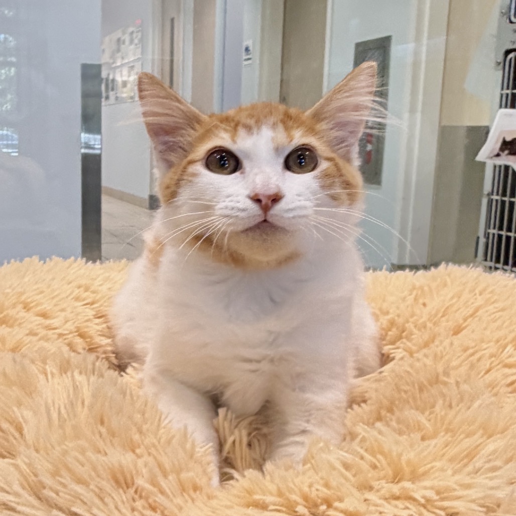 Curry Domestic Shorthair Orange/White None