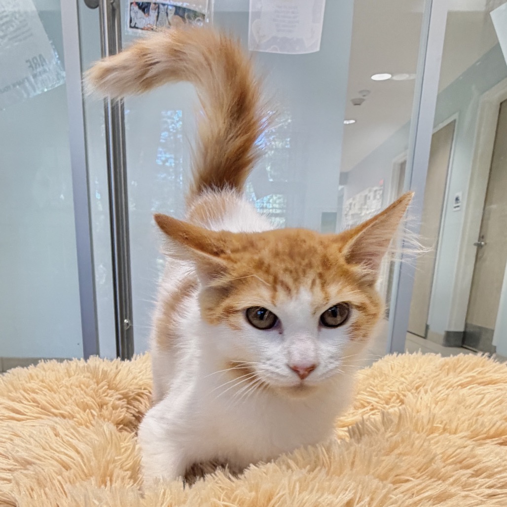 Curry Domestic Shorthair Orange/White None