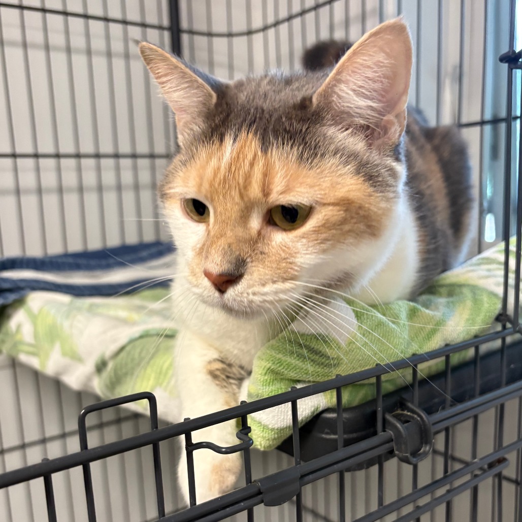 Bahama Mama Domestic Shorthair Calico