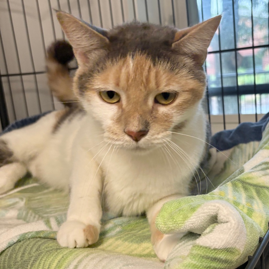 Bahama Mama Domestic Shorthair Calico