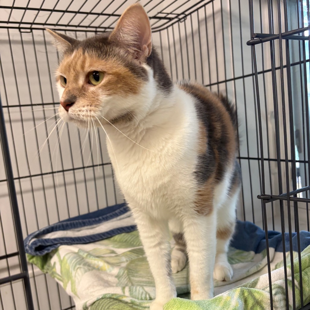 Bahama Mama Domestic Shorthair Calico