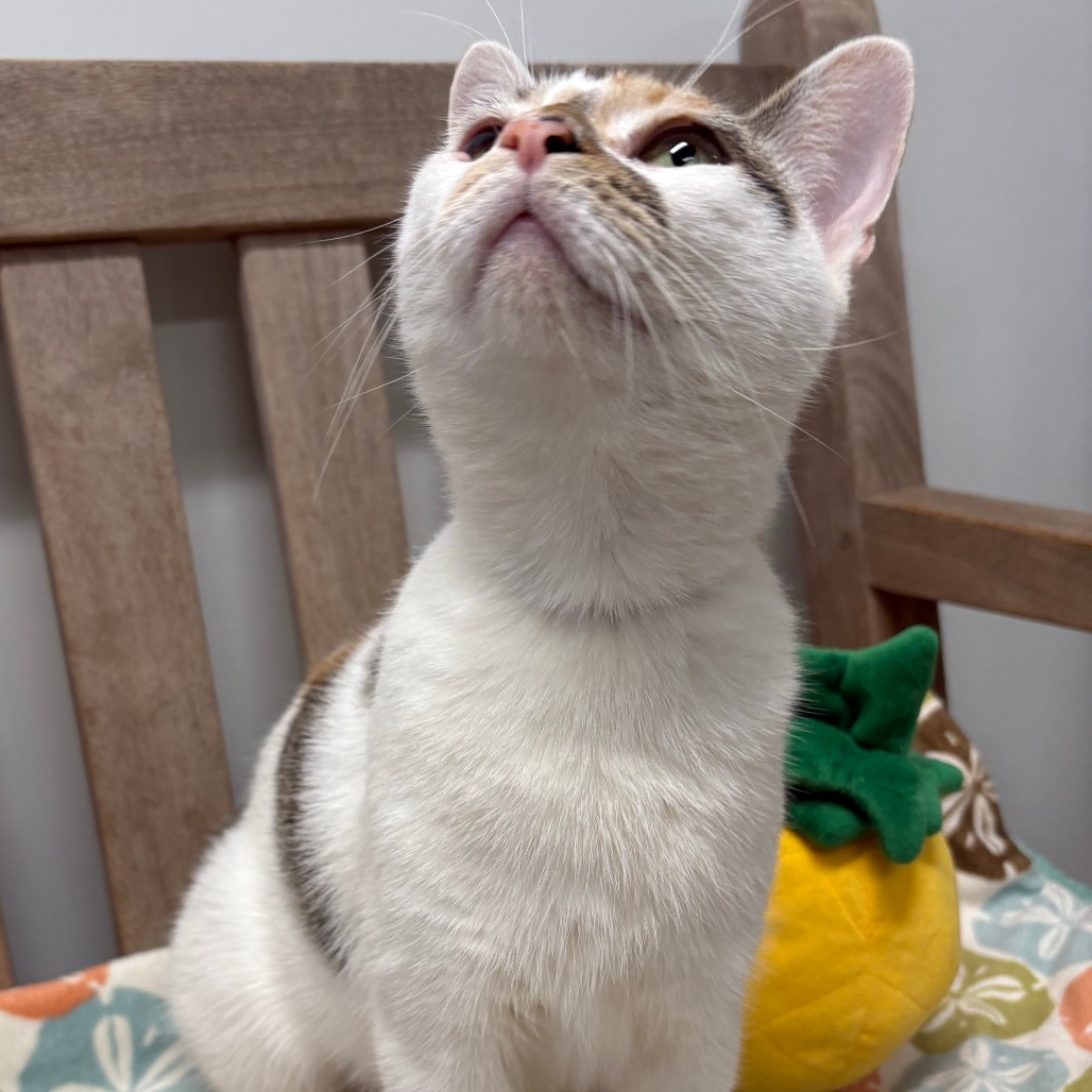 Mai Tai Domestic Shorthair Calico 