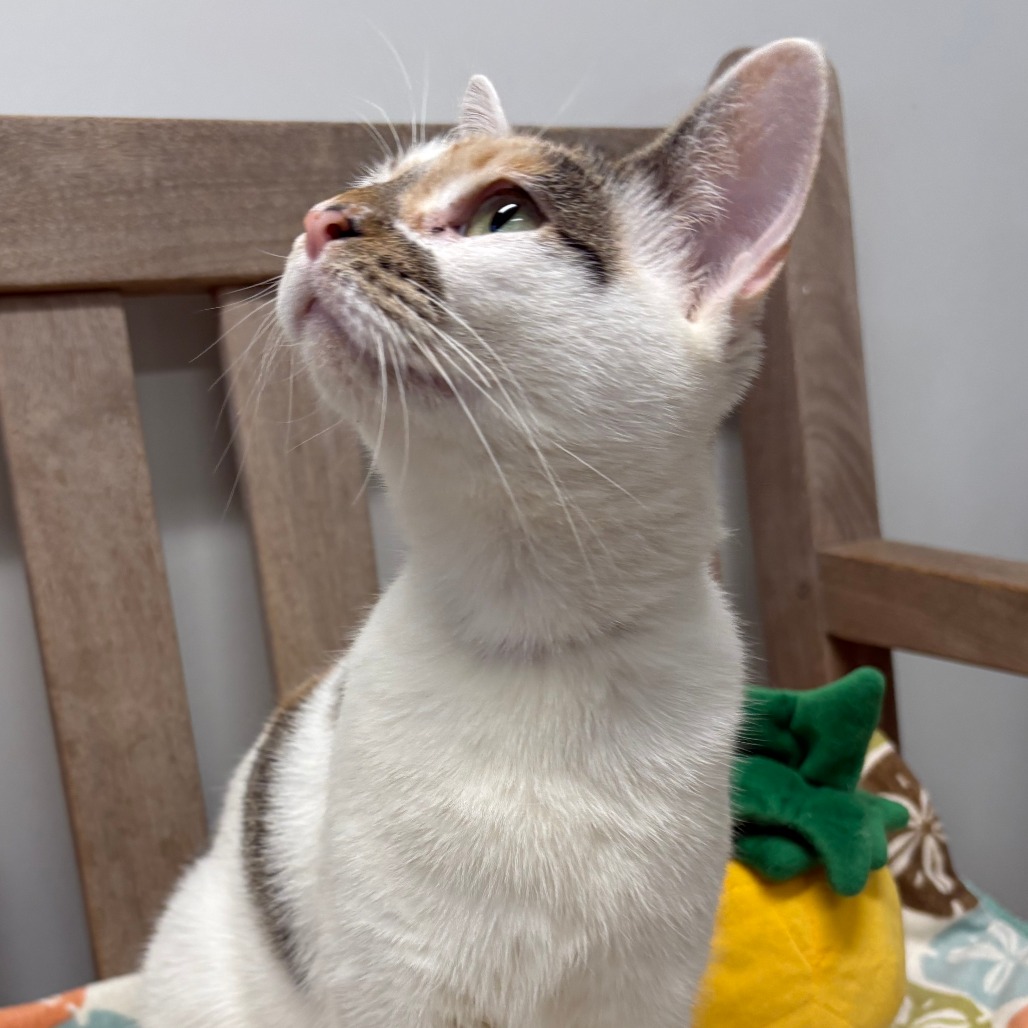 Mai Tai Domestic Shorthair Calico 