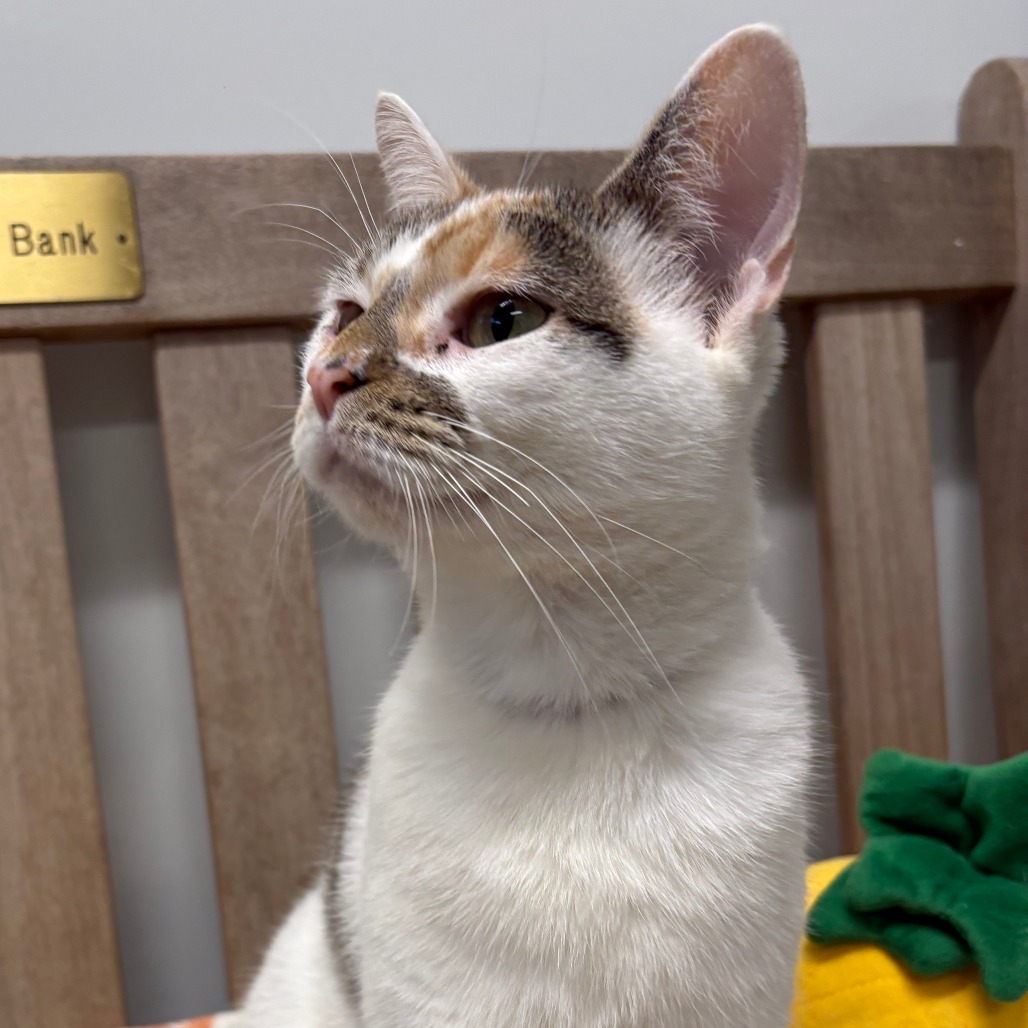 Mai Tai Domestic Shorthair Calico 