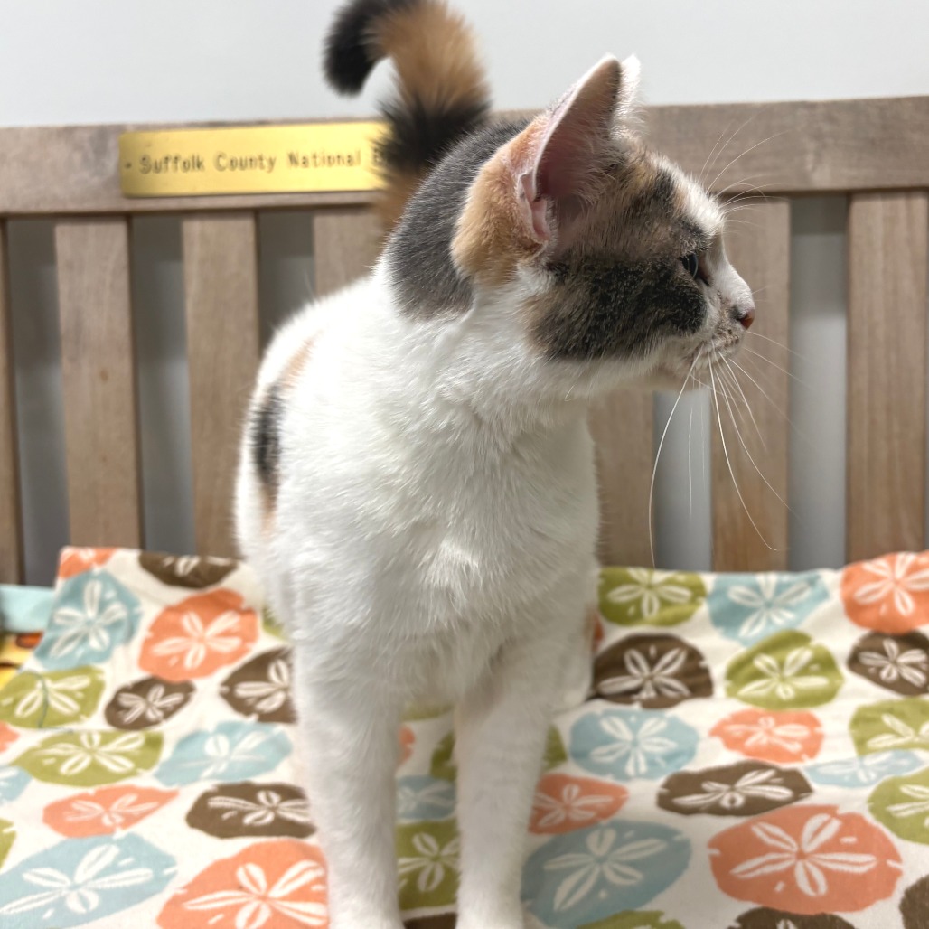 Malibu Bay Breeze Domestic Shorthair Calico 