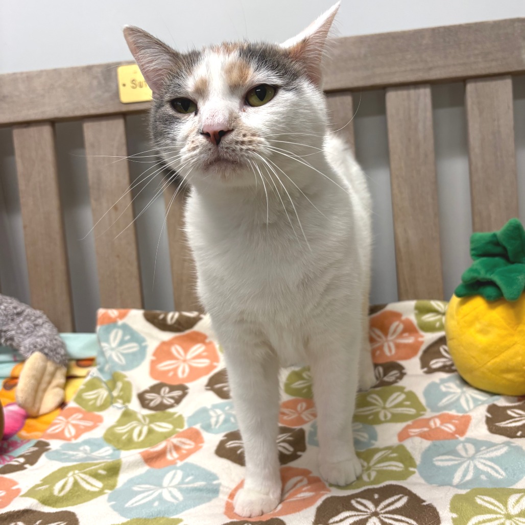 Malibu Bay Breeze Domestic Shorthair Calico 