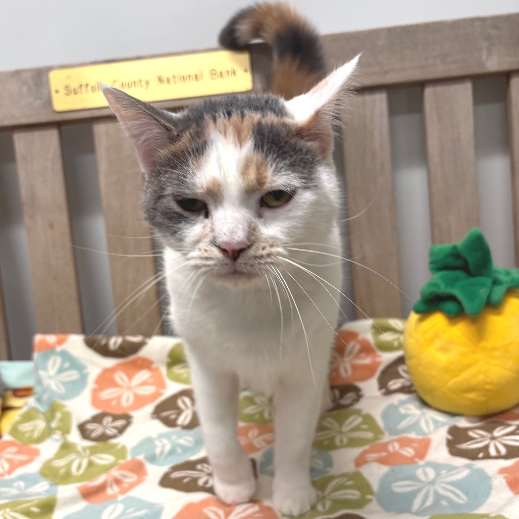 Malibu Bay Breeze