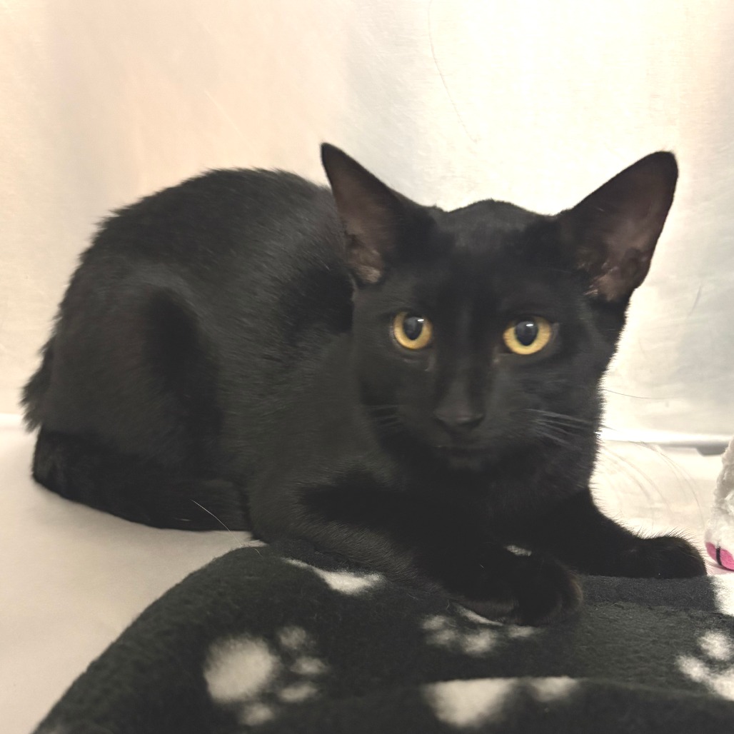 Flapjack Domestic Shorthair Black None