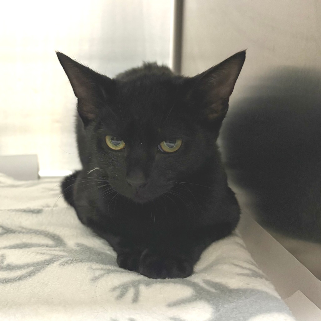 Eclair Domestic Shorthair Black None