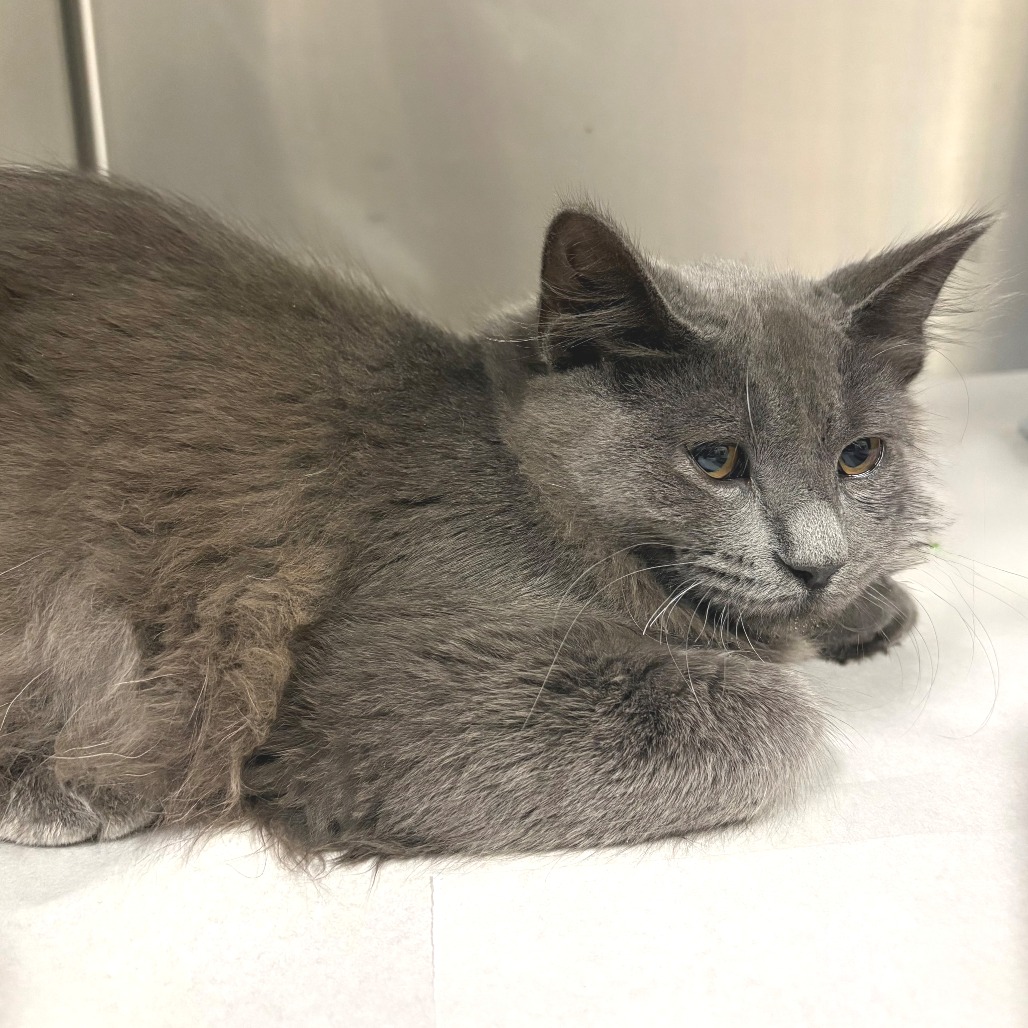 Watson Domestic Shorthair Grey None