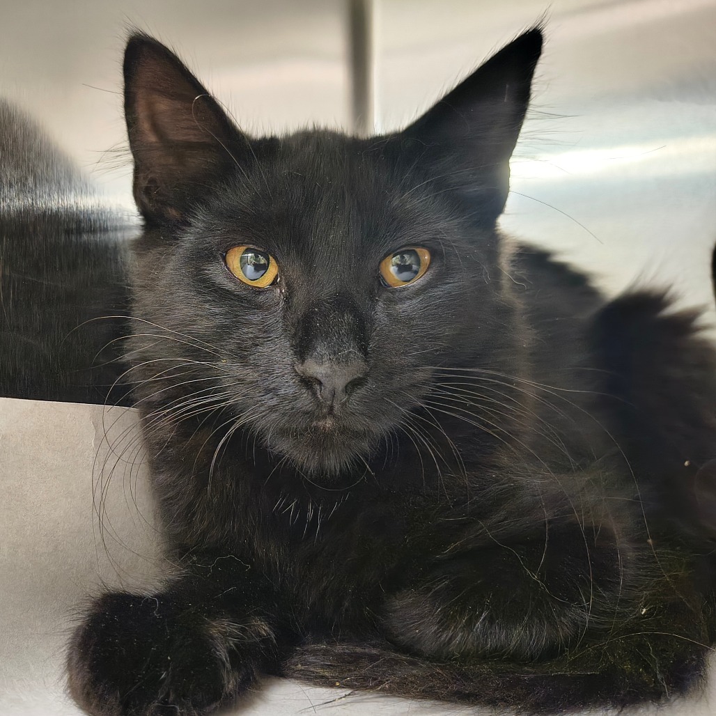 Sherlock Domestic Shorthair Black None