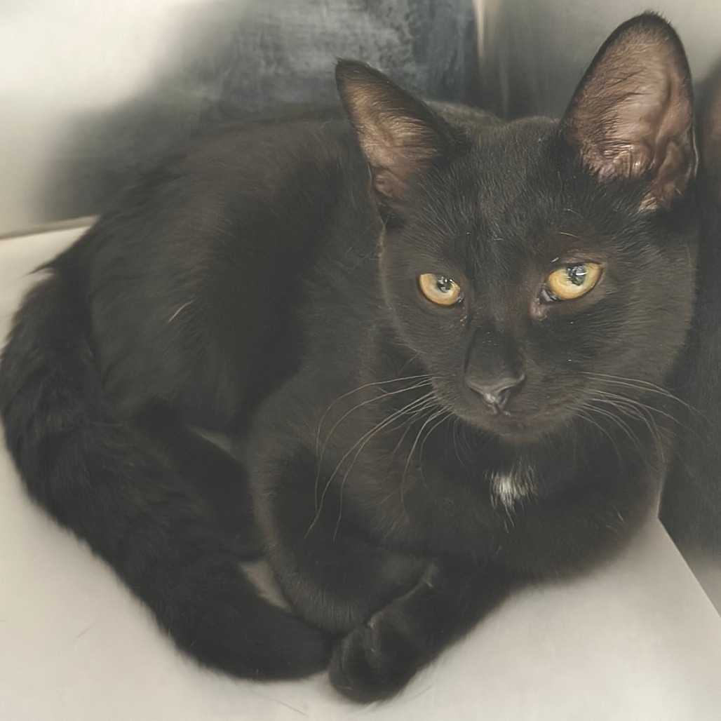 Momo Domestic Shorthair Black None