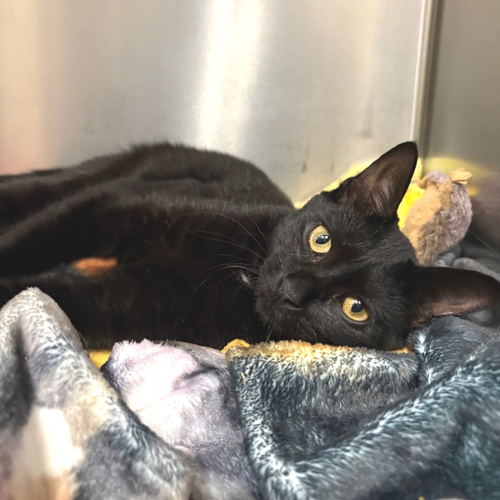 Momo Domestic Shorthair Black None