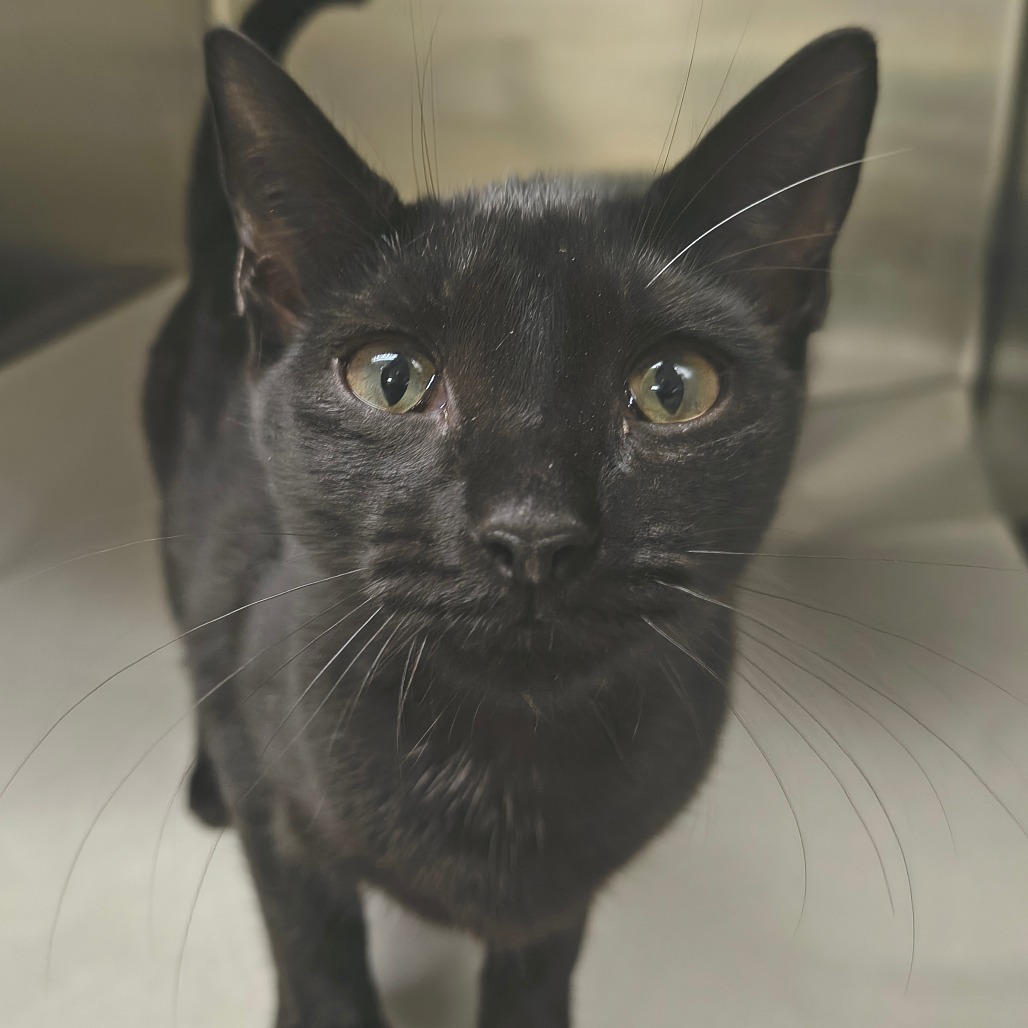 Aang Domestic Shorthair Black None